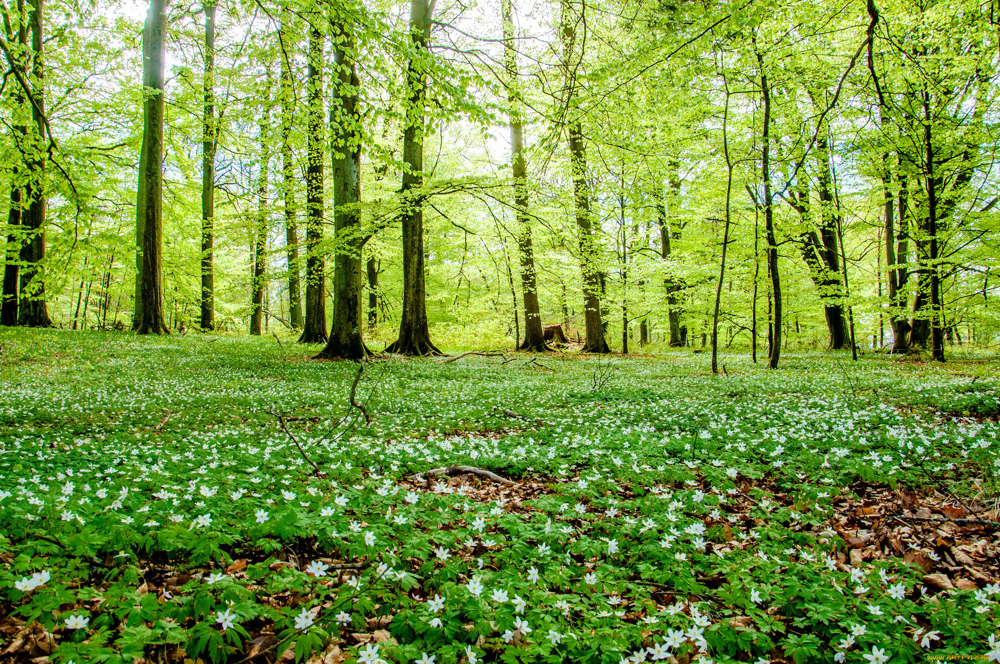 Green forest. Битцевский лес Поляна. Поляна в лесу. Весенний лес. Полянка в лесу.